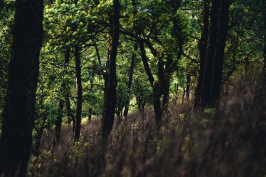 Güney Asya 'da yağmur mevsiminde ormanlar, ağaçlar ve dağlar