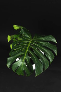 Evde saksısı olan bir ağaç, koyu arkaplan.