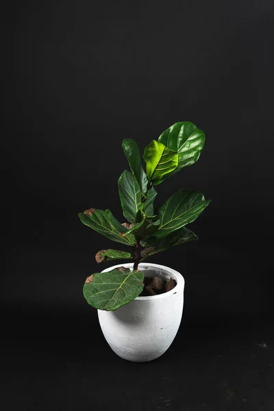 Egy Növény Pot Házban Sötét Háttér — Stock Fotó