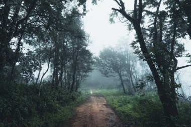 Yağmur mevsiminde doğal orman ağaçlar ve yeşil orman girişleri yağar.