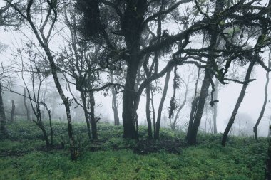 Yağmur mevsiminde doğal orman ağaçlar ve yeşil orman girişleri yağar.
