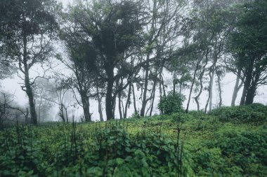 Yağmur mevsiminde doğal orman ağaçlar ve yeşil orman girişleri yağar.