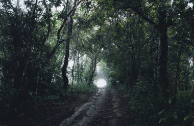 Yağmur mevsiminde doğal orman ağaçlar ve yeşil orman girişleri yağar.