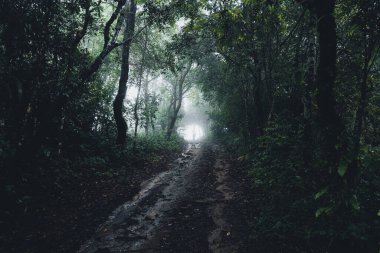 Yağmur mevsiminde doğal orman ağaçlar ve yeşil orman girişleri yağar.