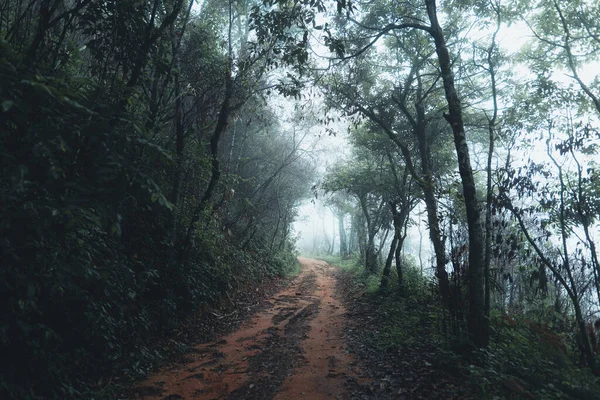 Natural forest raining-Trees and green forest entrances in the rainy season