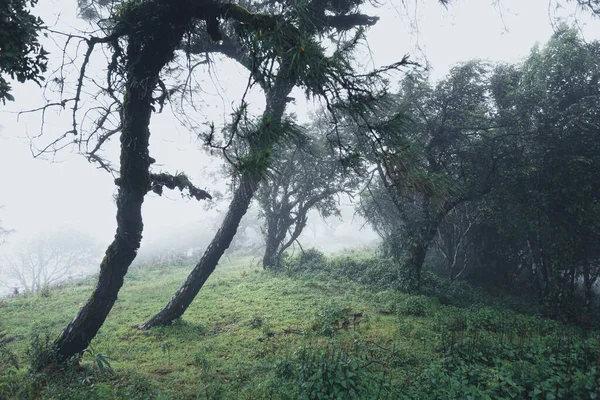 Forêts Naturelles Pluvieuses Arbres Forêts Verdoyantes Saison Des Pluies — Photo