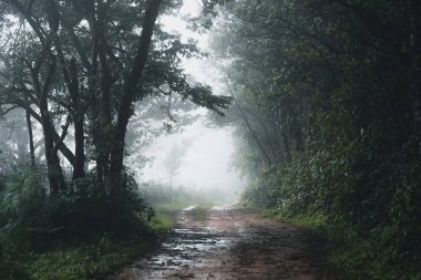 Yağmur mevsiminde doğal orman ağaçlar ve yeşil orman girişleri yağar.
