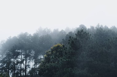 Yağmur mevsiminde doğal orman ağaçlar ve yeşil orman girişleri yağar.