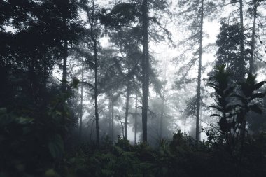 Yağmur mevsiminde doğal orman ağaçlar ve yeşil orman girişleri yağar.