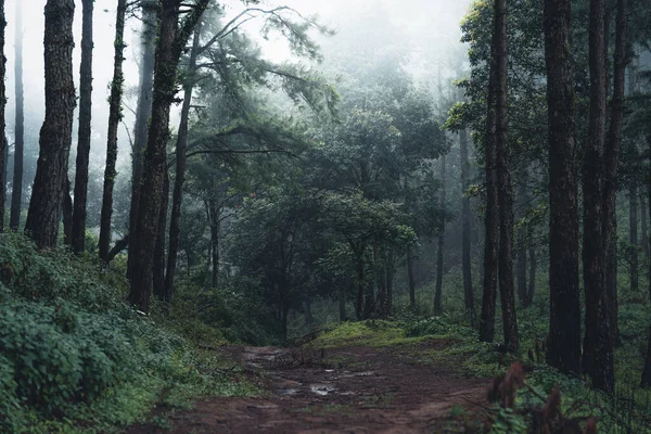 Floresta Natural Chuvosa Árvores Entradas Verdes Floresta Estação Chuvosa — Fotografia de Stock