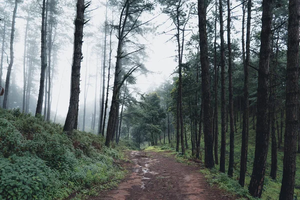 Natural forest raining-Trees and green forest entrances in the rainy season