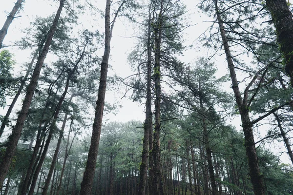 Floresta Natural Chuvosa Árvores Entradas Verdes Floresta Estação Chuvosa — Fotografia de Stock