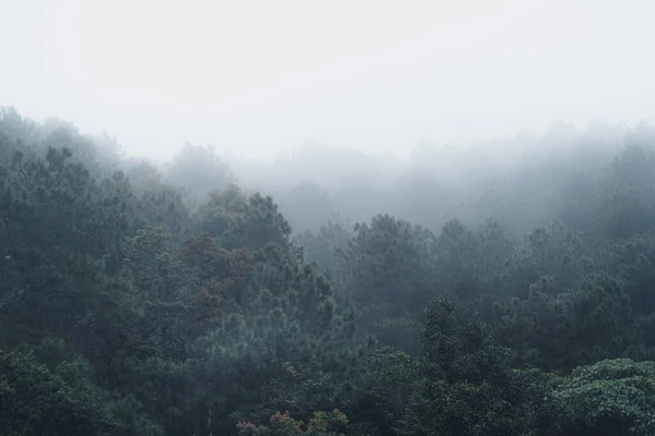 Natural forest raining-Trees and green forest entrances in the rainy season