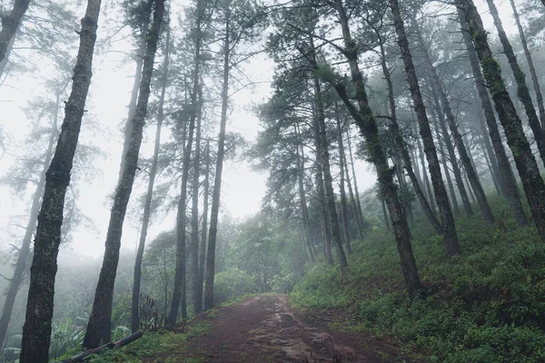 Forêts Naturelles Pluvieuses Arbres Forêts Verdoyantes Saison Des Pluies — Photo