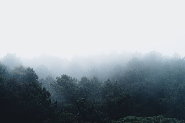 Natural forest raining-Trees and green forest entrances in the rainy season