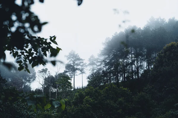 Lluvias Bosques Naturales Árboles Entradas Bosques Verdes Temporada Lluvias — Foto de Stock