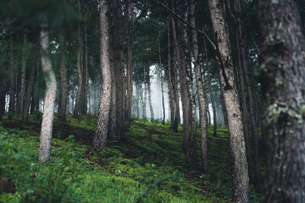 Floresta Natural Chuvosa Árvores Entradas Verdes Floresta Estação Chuvosa — Fotografia de Stock