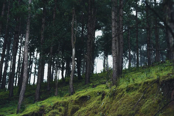 Floresta Natural Chuvosa Árvores Entradas Verdes Floresta Estação Chuvosa — Fotografia de Stock