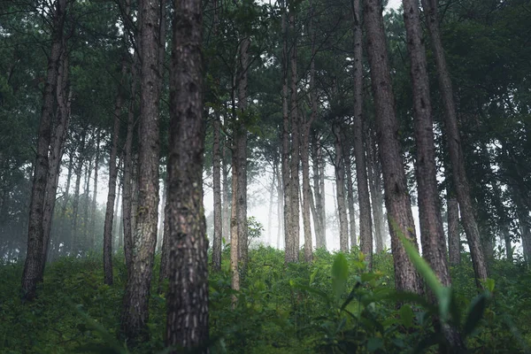 Floresta Natural Chuvosa Árvores Entradas Verdes Floresta Estação Chuvosa — Fotografia de Stock