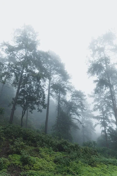 Natural forest raining-Trees and green forest entrances in the rainy season