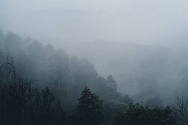 Tropik doğa ormanı, ormandaki ağaçlar ve yağmurdan sonra sis.