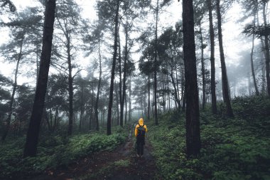Tropik doğa ormanı, ormandaki ağaçlar ve yağmurdan sonra sis.
