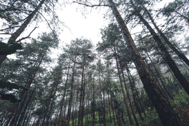 Tropik doğa ormanı, ormandaki ağaçlar ve yağmurdan sonra sis.