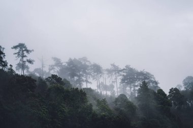 Tropik doğa ormanı, ormandaki ağaçlar ve yağmurdan sonra sis.