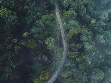 Tropik doğa ormanı, ormandaki ağaçlar ve yağmurdan sonra sis.