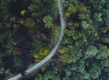 Tropik doğa ormanı, ormandaki ağaçlar ve yağmurdan sonra sis.
