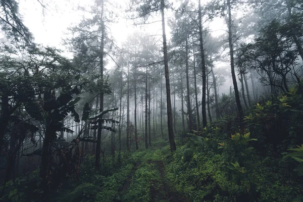 Tropisch Natuurbos Bomen Het Bos Mist Regen — Stockfoto