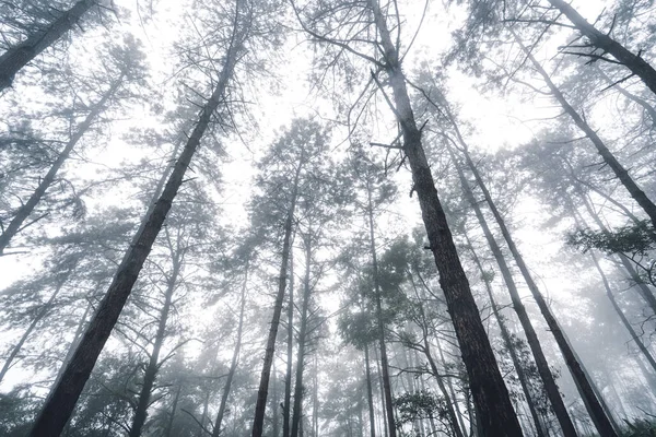 Tropisk Natur Skog Träd Skogen Och Dimma Efter Regnet — Stockfoto