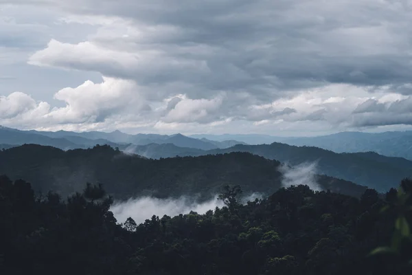 Bosque Natural Tropical Árboles Bosque Niebla Después Lluvia — Foto de Stock