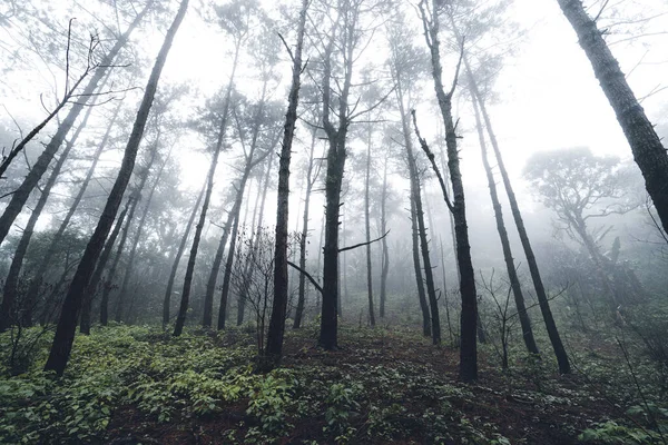 熱帯雨林 森の木々や霧の後 — ストック写真
