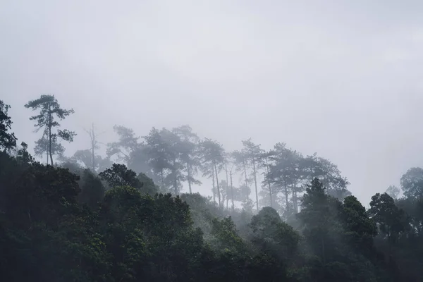 Bosque Natural Tropical Árboles Bosque Niebla Después Lluvia — Foto de Stock