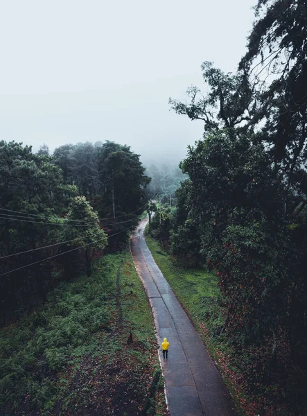 熱帯雨林 森の木々や霧の後 — ストック写真