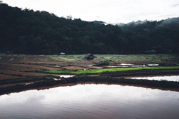 Αγροτεμάχια Ρυζιού Νερό Ορυζώνες Πριν Από Φύτευση Στη Βροχερή Εποχή — Φωτογραφία Αρχείου