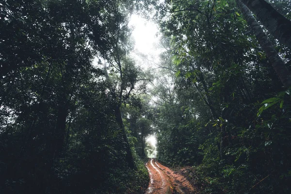 Strada Sterrata Nella Foresta Albero Verde Scuro Nebbia Dopo Pioggia — Foto Stock