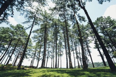 Ormanda ve gündüzleri yeşil ağaçlarda Ağaçlar ve çimlerde