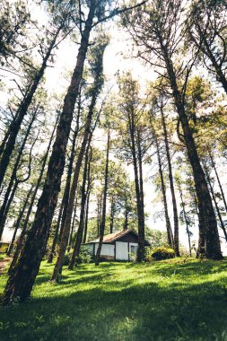 Ormanda ve gündüzleri yeşil ağaçlarda Ağaçlar ve çimlerde