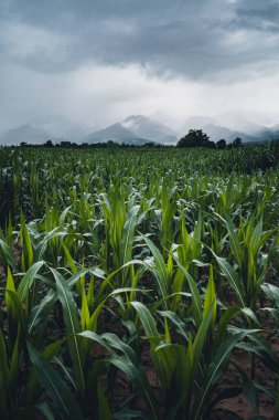 Pirinç tarlaları Pirinç tarlalarında sular yağmur mevsiminde ekiliyor.