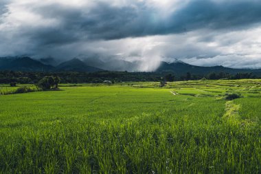 Pirinç tarlaları Pirinç tarlalarında sular yağmur mevsiminde ekiliyor.