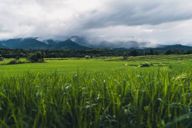 Pirinç tarlaları Pirinç tarlalarında sular yağmur mevsiminde ekiliyor.
