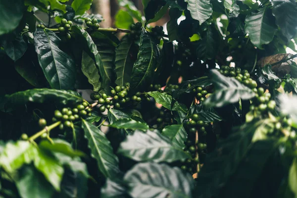 Granos Café Verdes Plantas Café Verde Naturaleza —  Fotos de Stock