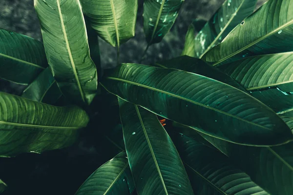 Hojas Oscuras Fondo Verde Azulado Superficie Hoja — Foto de Stock