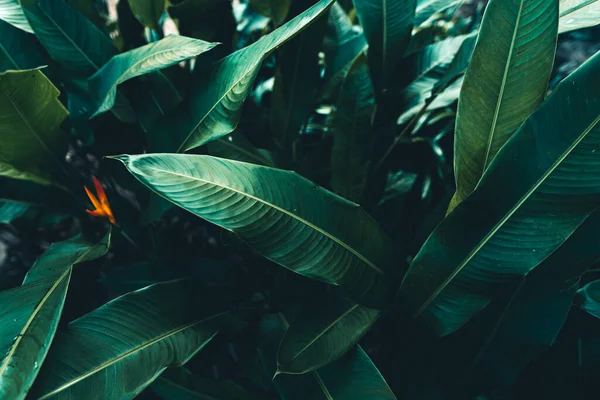 Donker Bladeren Achtergrond Blauw Groen Bladoppervlak — Stockfoto