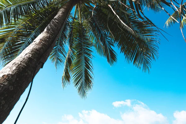 Kokosnötsträd Och Himlen Slappna Vid Havet — Stockfoto