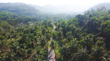 Yol ve hindistan cevizi ağaçları, adada ve gökyüzünde hindistan cevizi ağacı. Denizde dinleniyor.
