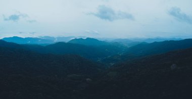 Ormanda ve ormana giden yolda yağmurdan sonra kara yeşil ağaç sisi