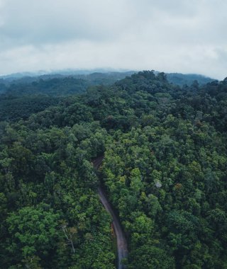 Ormanda ve ormana giden yolda yağmurdan sonra kara yeşil ağaç sisi
